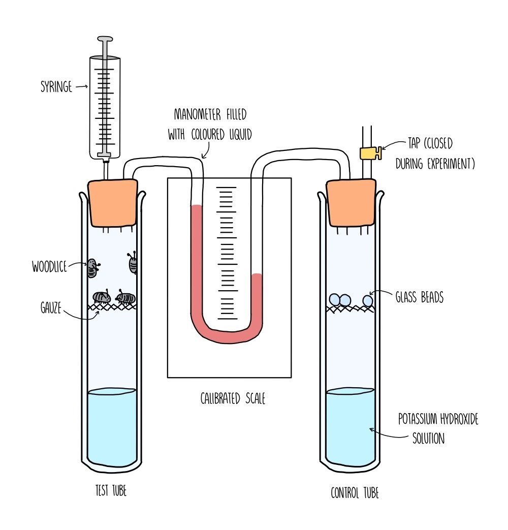 Respiration aqa the science sauce