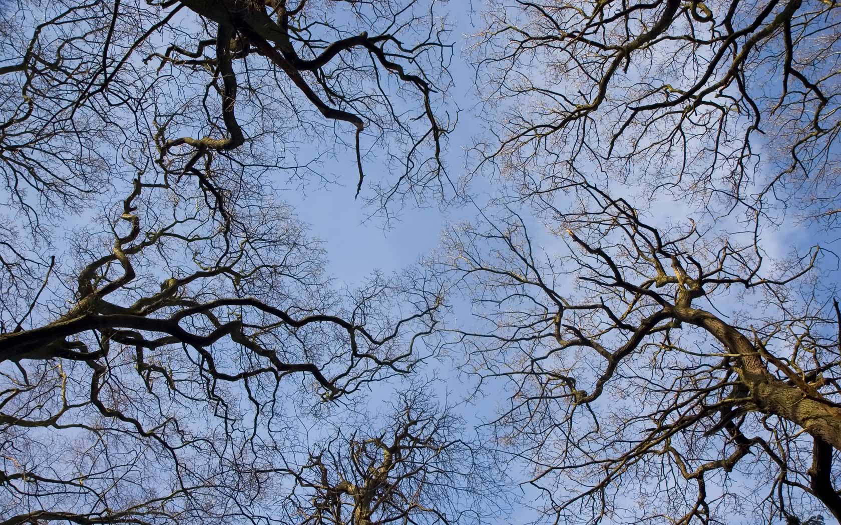 tree-tops-sky.jpg