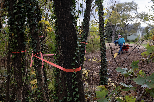 Native trees are tagged.png