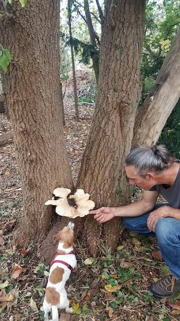 Pheasant Back Mushroom.jpg