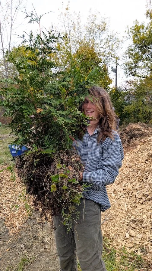 Transplanting.jpg