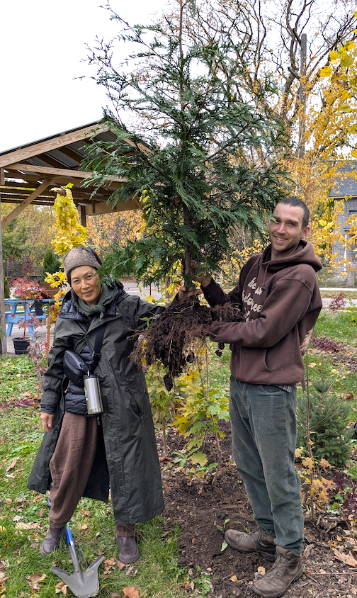MovingArborVitae.png