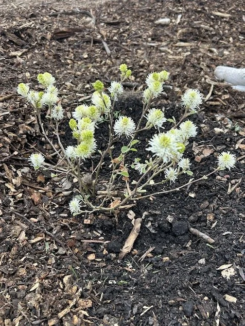 FFfothergilla.jpeg