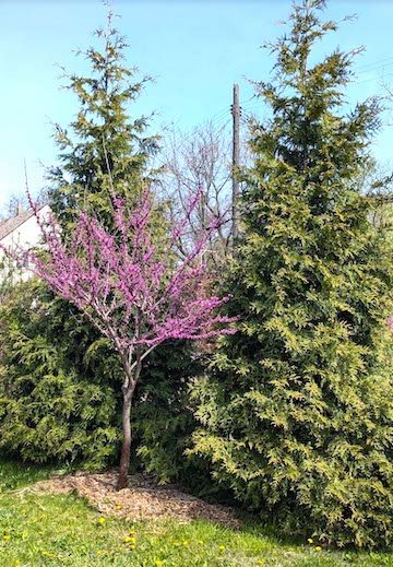 Spring Arboretum Tour