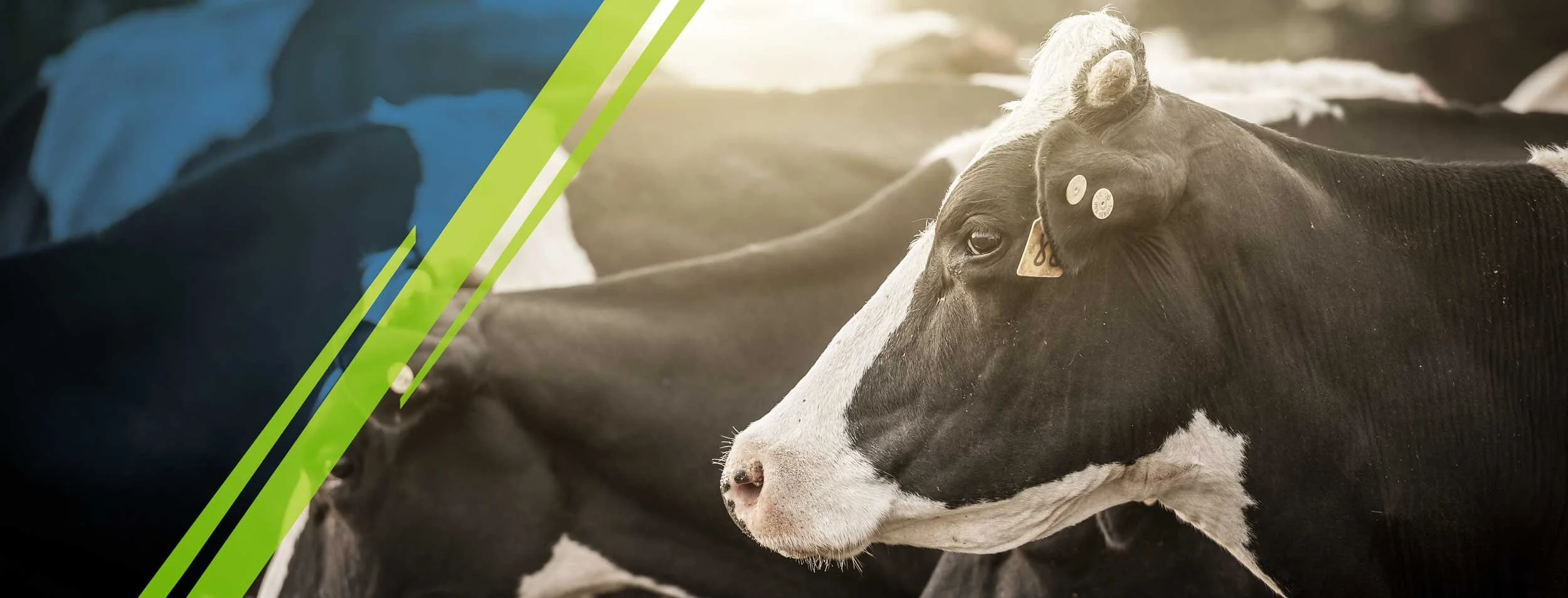 HCI_website_graphic-cows1.jpg