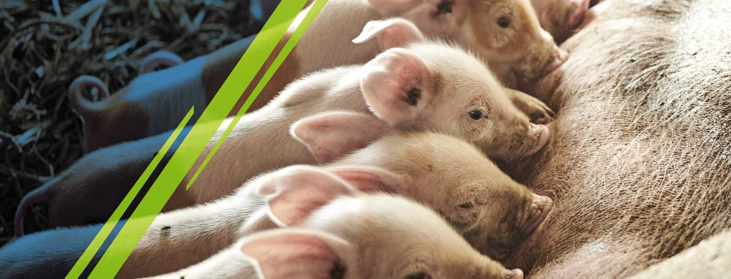 HCI_website_graphic-sucklingpiglets.jpg
