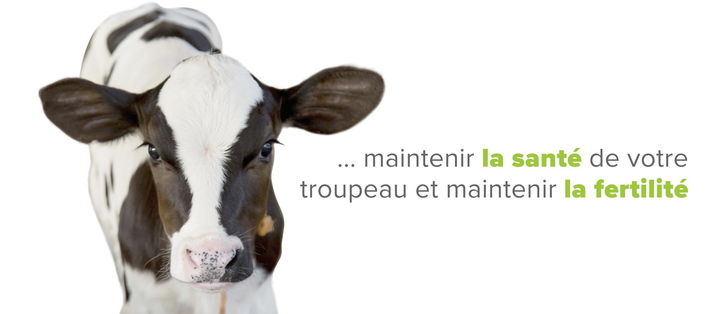HCI_website-dairyslideshow3FR.jpg