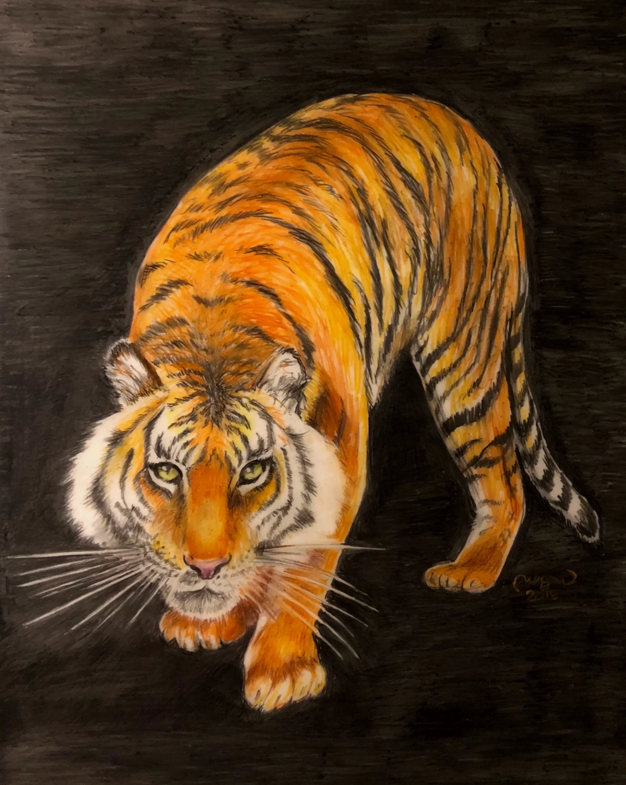 Tiger, tiger burning bright