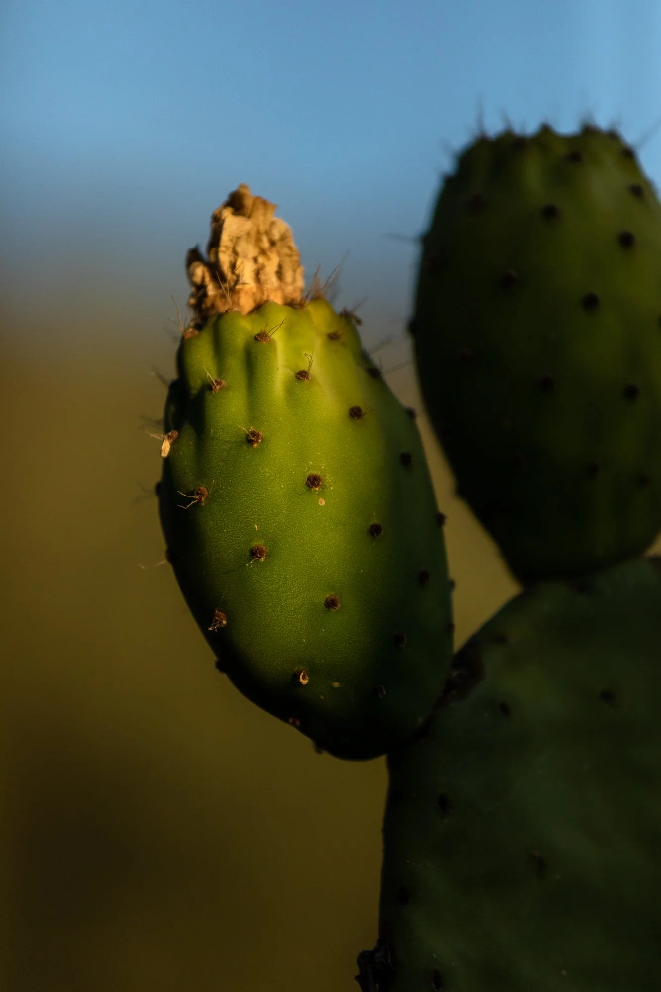 16_Pricly pear, very common in the area_Grecanico.jpg