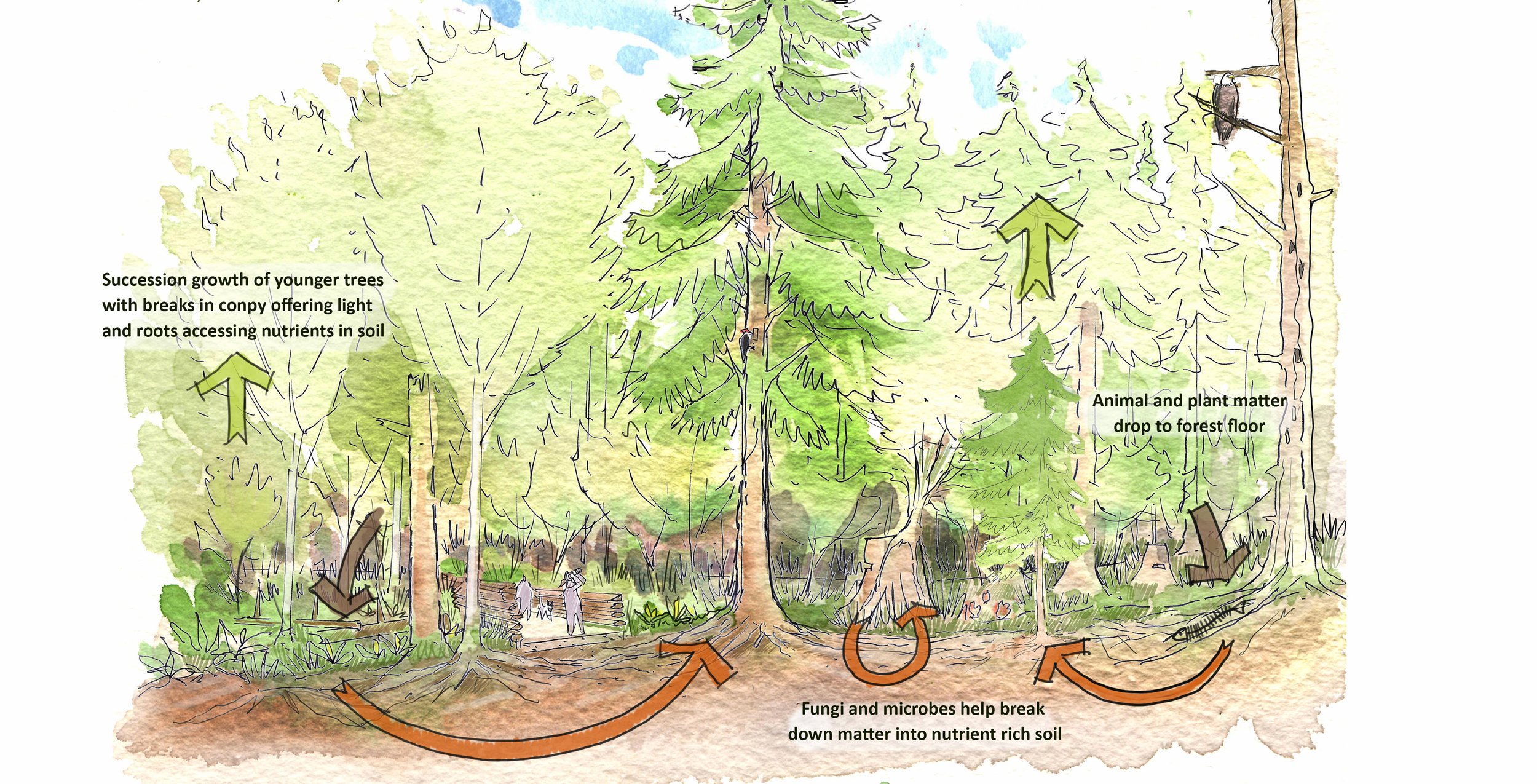 Vancouver Urban Forest Strategy with Diamondhead Consulting 
