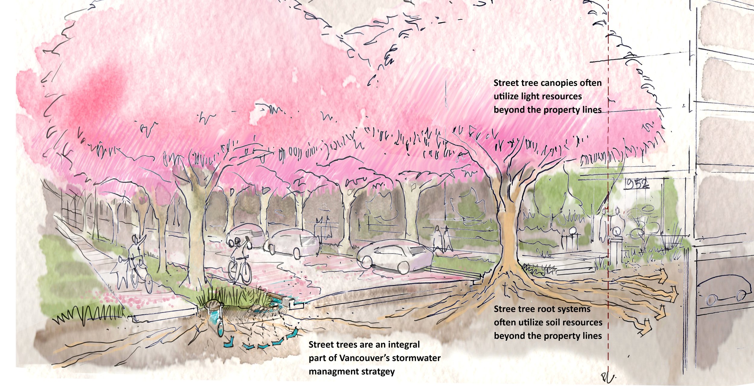 Vancouver Urban Forest Strategy with Diamondhead Consulting 