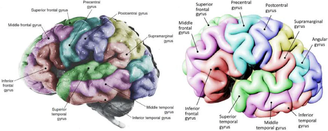 real-vs-simulated-brain-folding.jpg