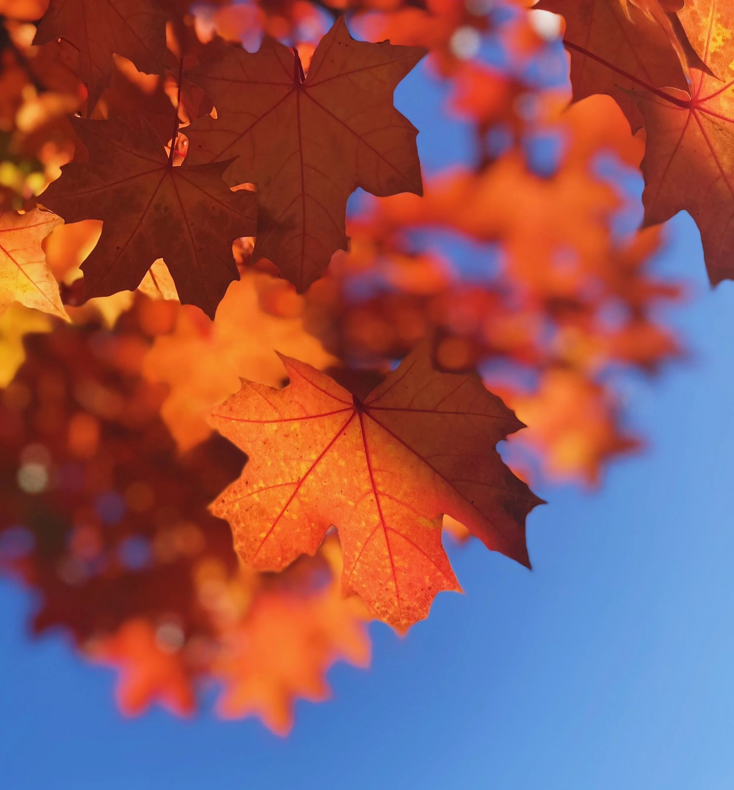 Autumn leaves in the sky.jpg