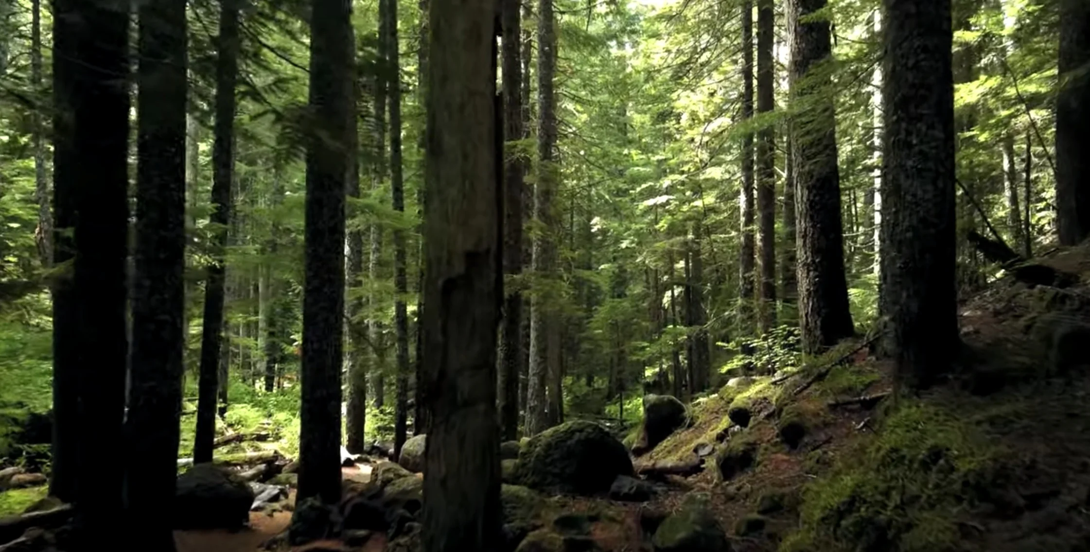 Forest Full of Trees.jpg