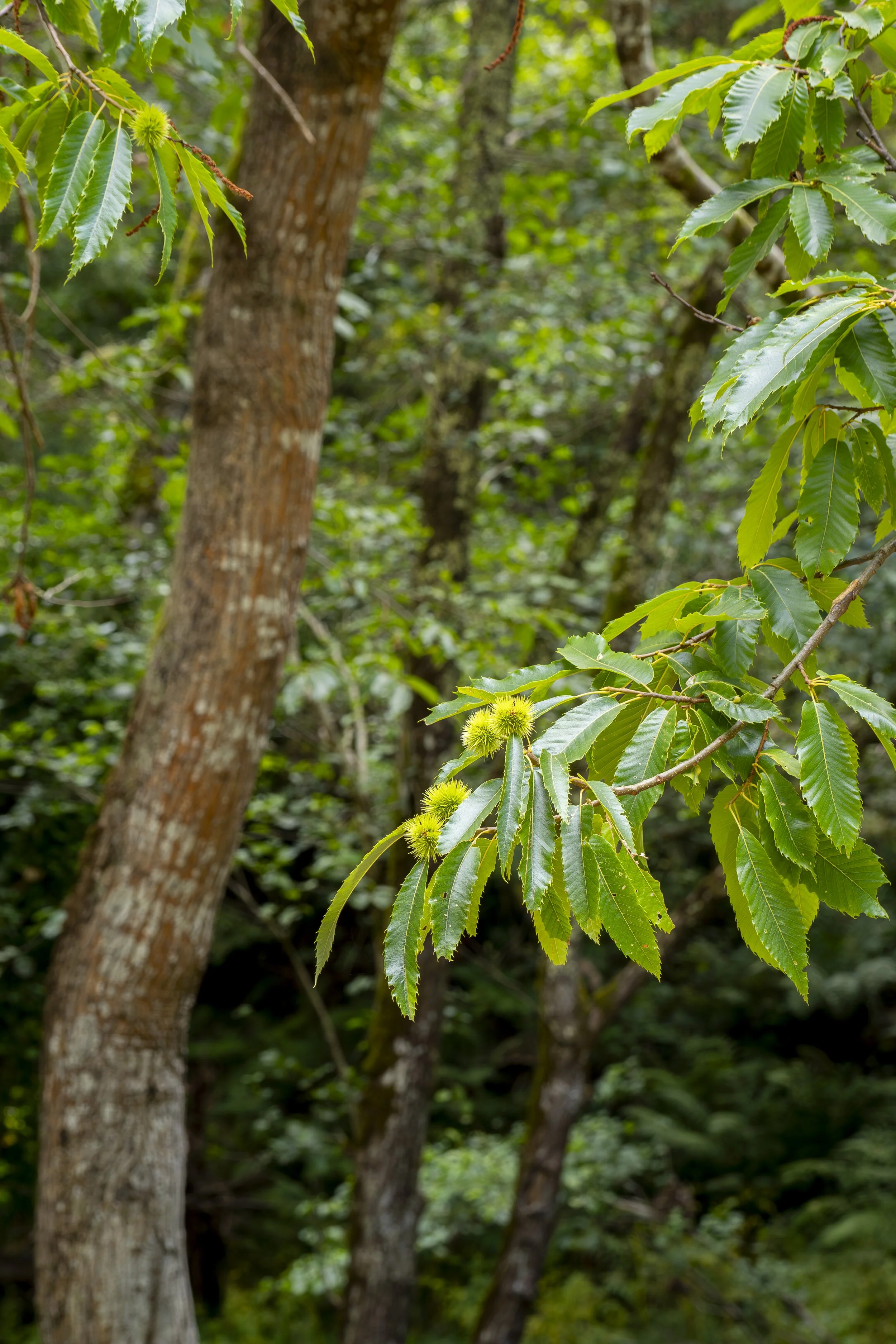 Tropical Forest.jpg