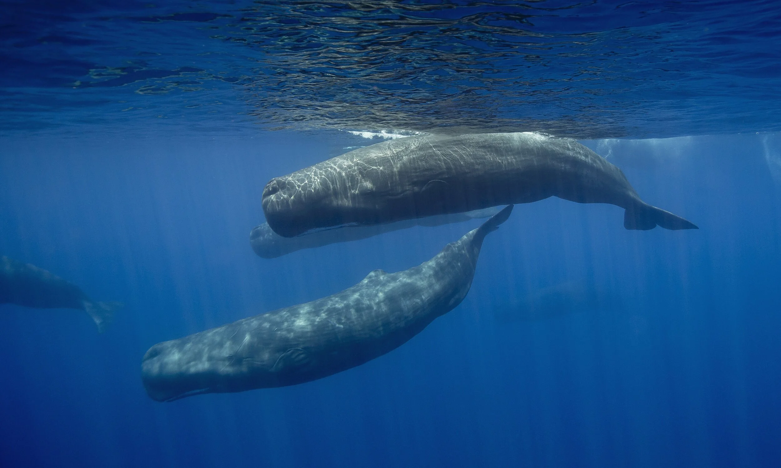 Project BLUEprint, Sri Lanka