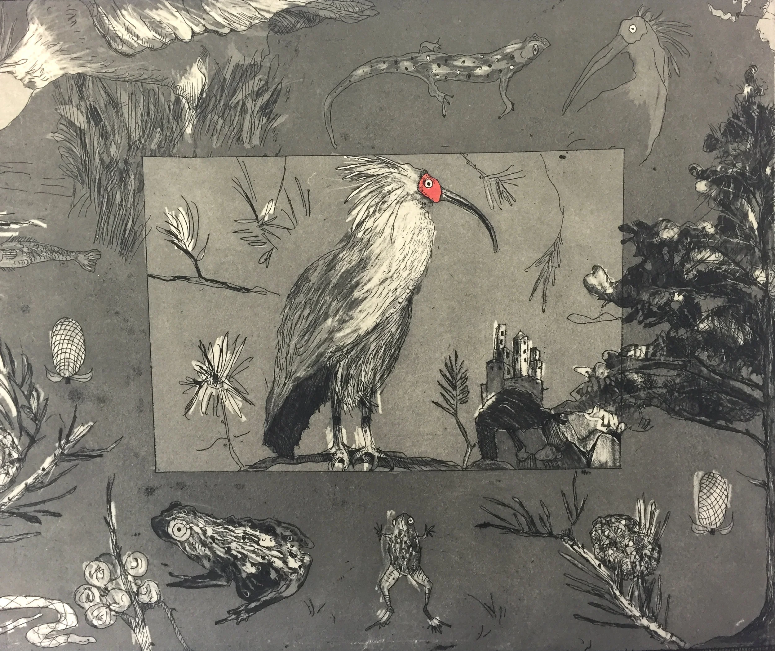 14" x 18.” The crested Ibis in on the endangered specie list. Print fashioned after the nature engravings Maria Sibylla Merian.