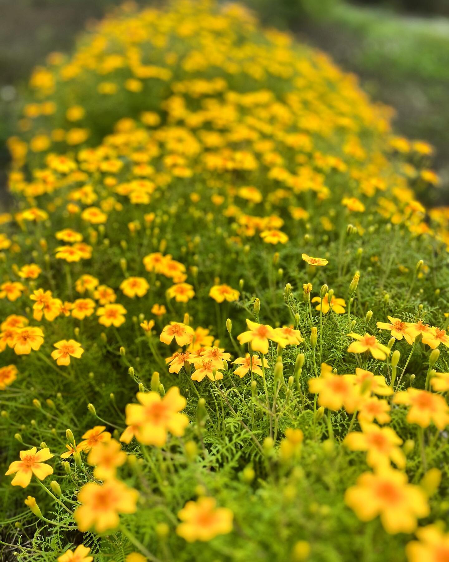 Quite possibly my favourite edible flower of this season. Super easy to grow and as you can see, a prolific bloomer, my Tangerine Gem Marigolds are going strong. The feathery foliage and blossoms have a sharp, citrusy flavour and I&rsquo;ve been usin