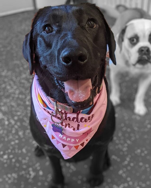 Happy 1st birthday the marvelous Marley! 🥳🎉 ⠀⠀⠀⠀⠀⠀⠀⠀⠀
This good girl has been a huge hit with all the dogs and the staff since her very first day! ❤️🐾
⠀⠀⠀⠀⠀⠀⠀⠀⠀
Time to party, Waggey Land style! 😎