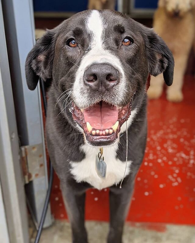 Duke was having a fantastic morning at Waggey Land, but then he remembered that today is his last day with all his friends before he and his family move! 😭
His facial expressions, playfulness, softness, good nature, and kisses will be missed more th