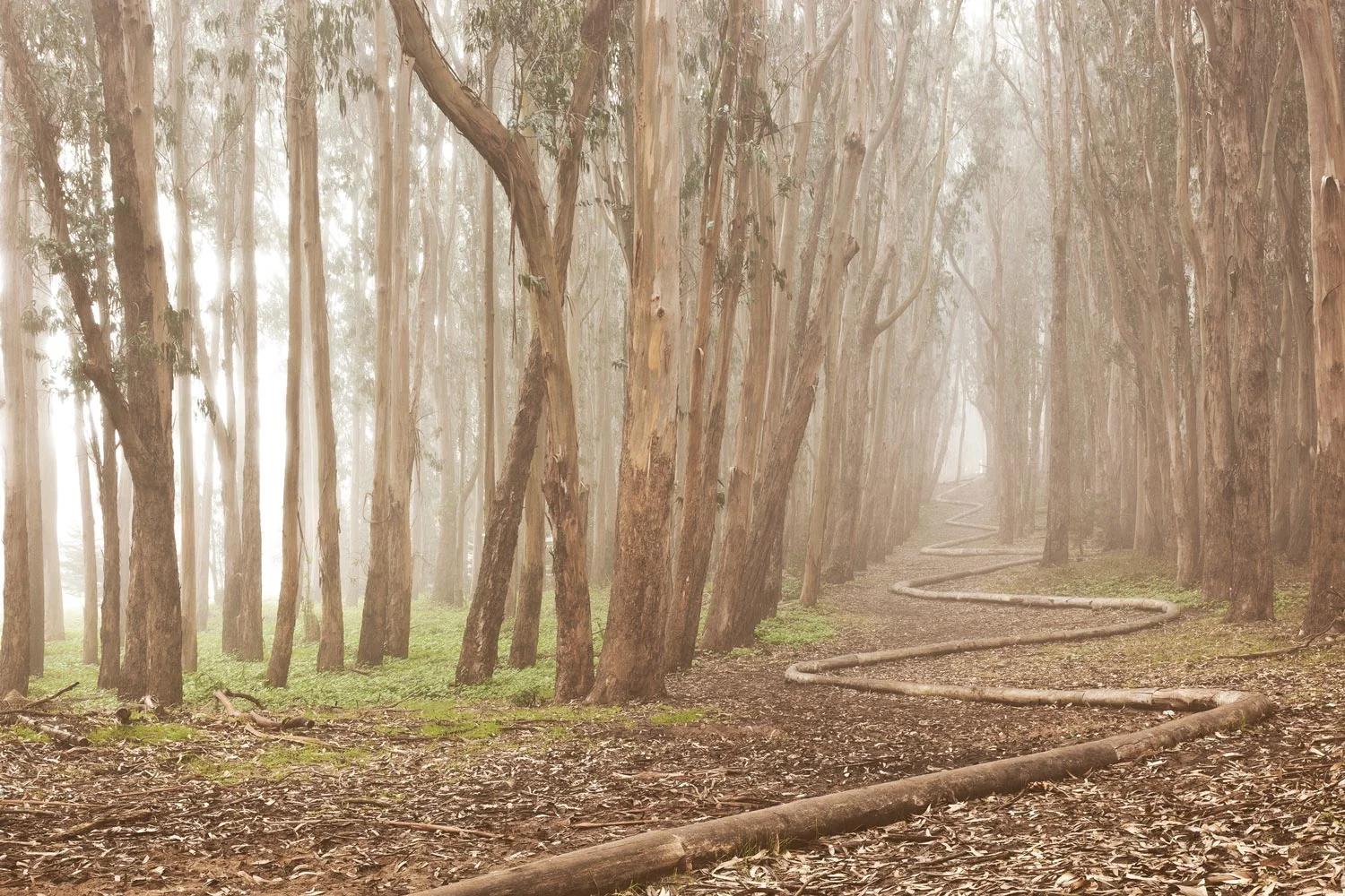 Andy Goldsworthy’s Wood Line in the Presidio
