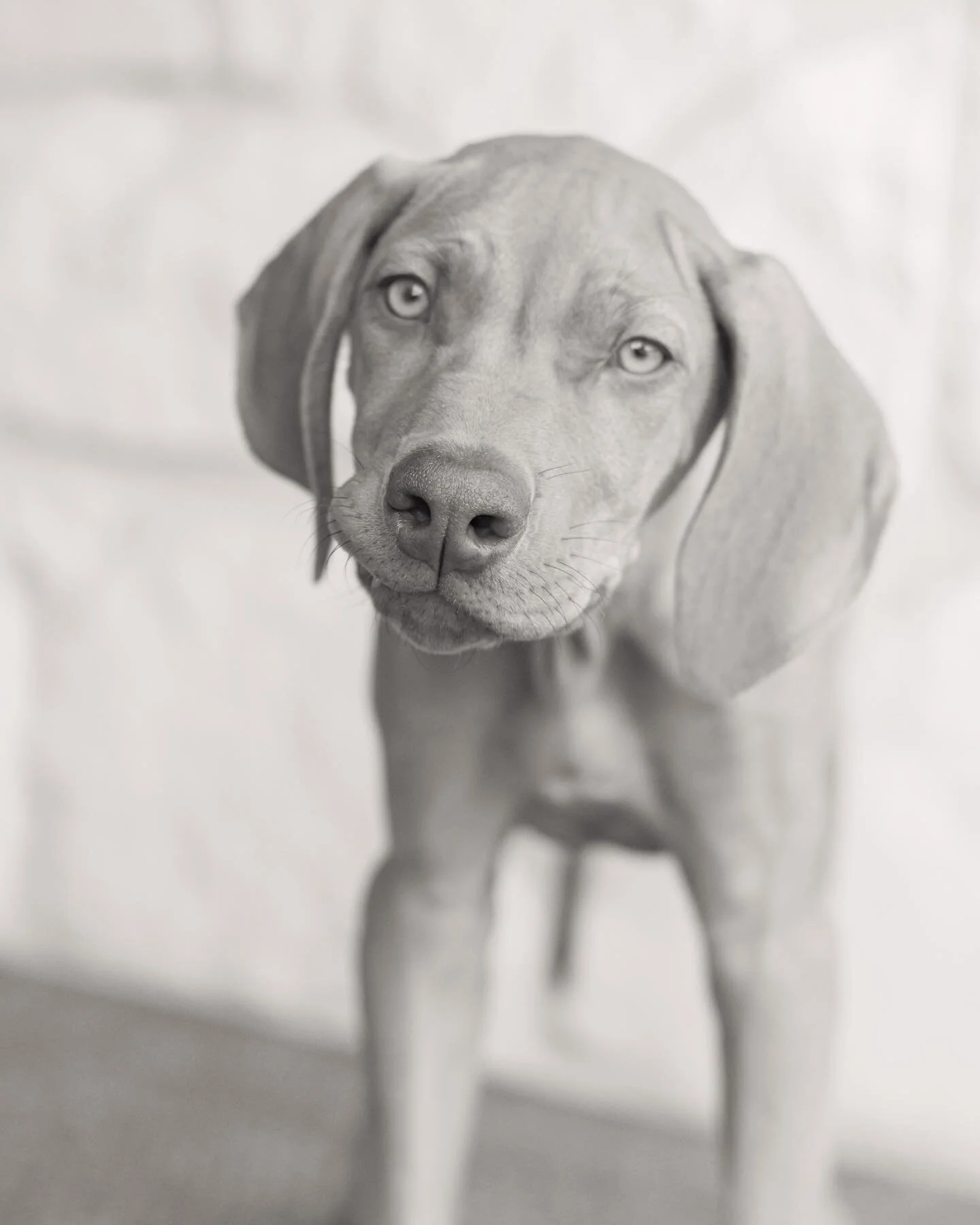 Weekends are for puppy snuggles :) 

#newbraunfelsphotographer #bryantheridgeback #dogphotography
