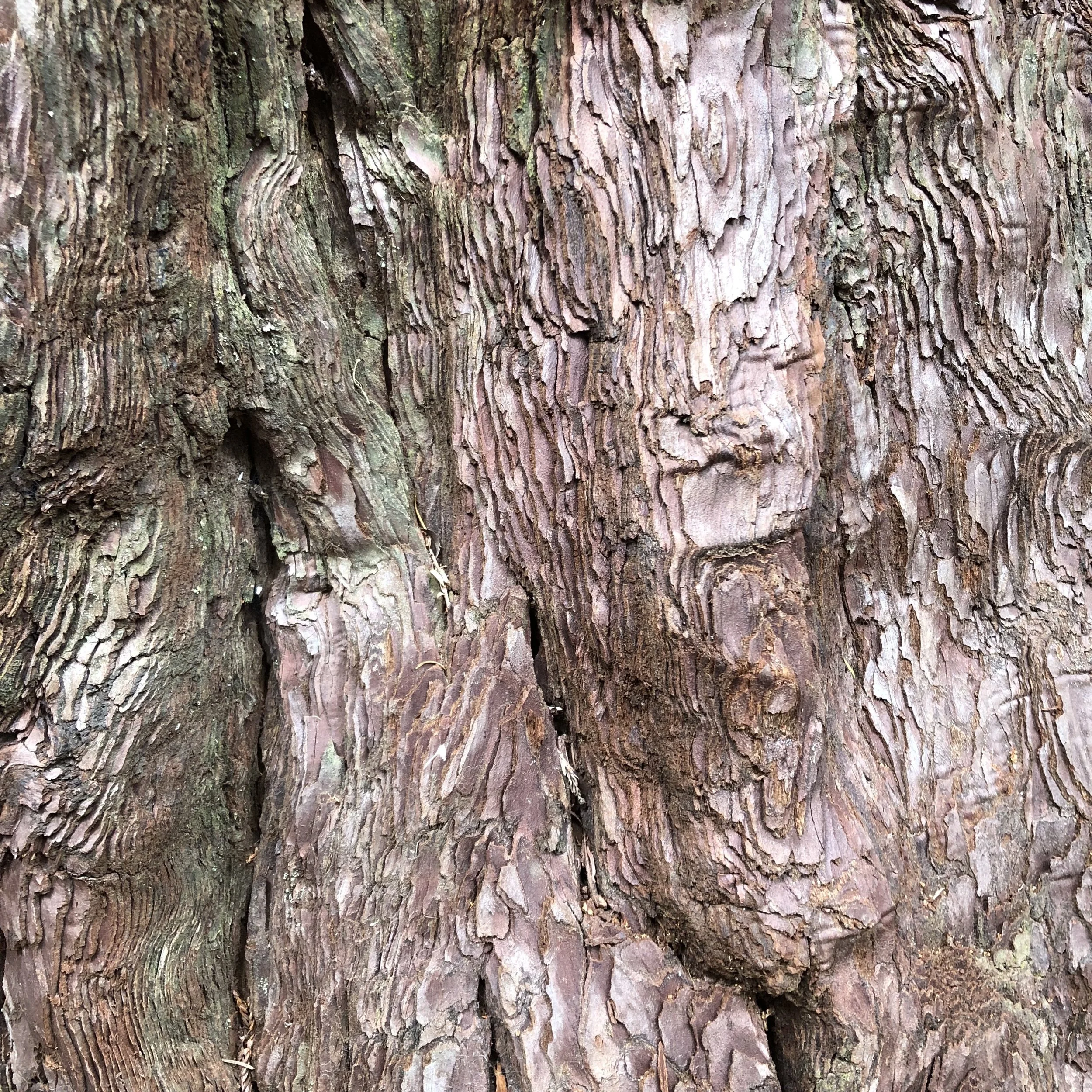 Prevent Addiction by Being Boss in your Brain