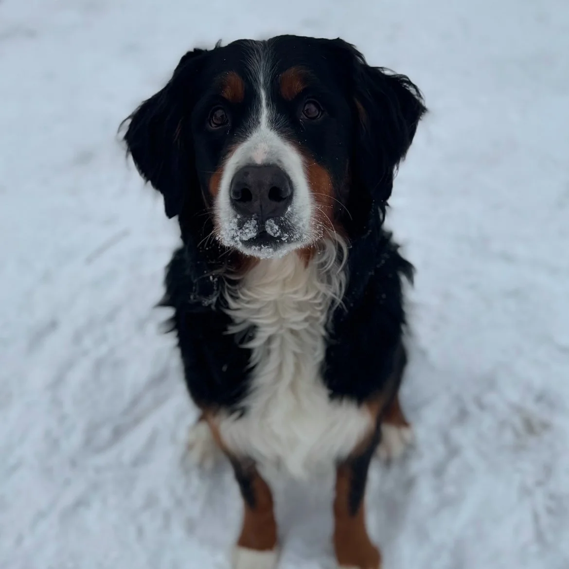 harlow.jpg
