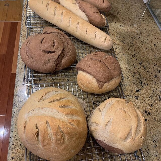 Today&rsquo;s triumph.  It worked! And some of the loaves are even smiling back at me!
#breadbakingday #covidbakingtheraphy #mindfulness #patienceiskey