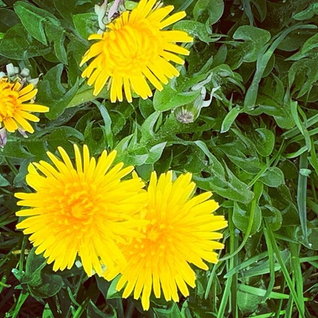Nothing is all bad. Even the dandelion whose proliferation has caused some to dread its appearance has its usefulness and cheer.  When things seem at their worst always try to also find the cheerful side to maintain balance. #gratitude #sadness #loss