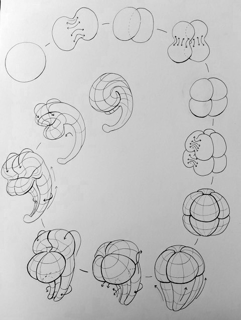 The Origin of Complex Organic Form by Fluid Dynamics
