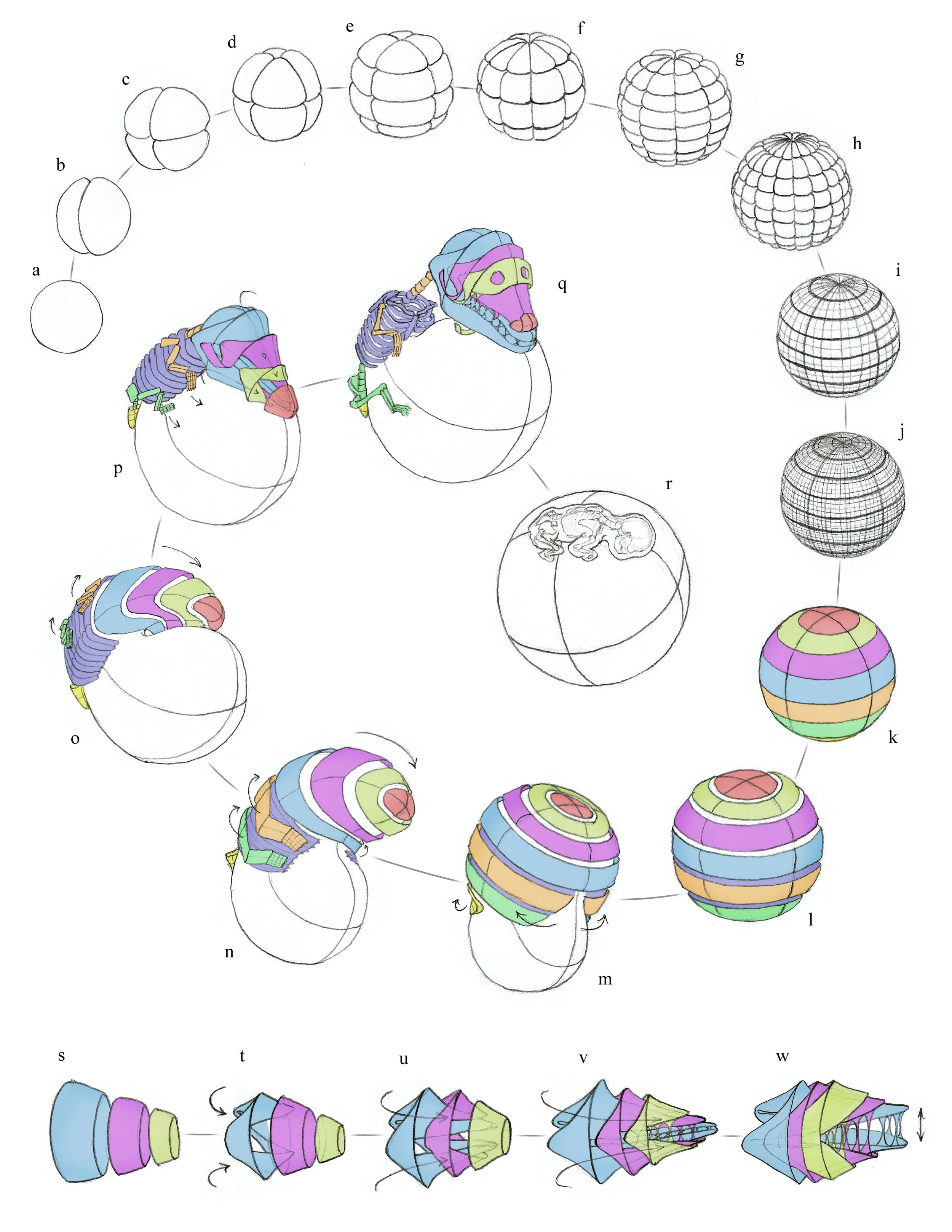 EMBRYO GEOMETRY LAB