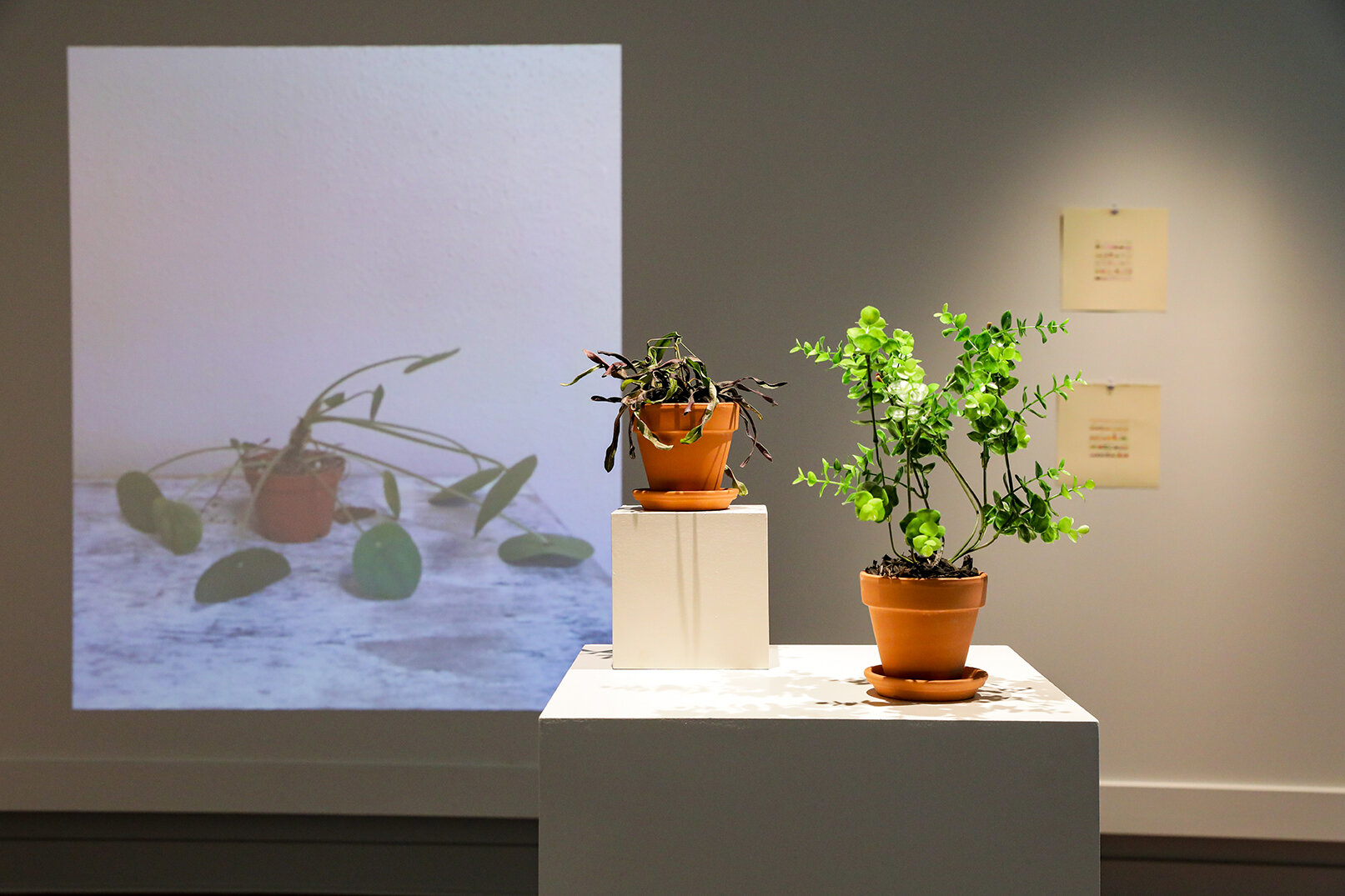 Ryna Frankel Exhibit's