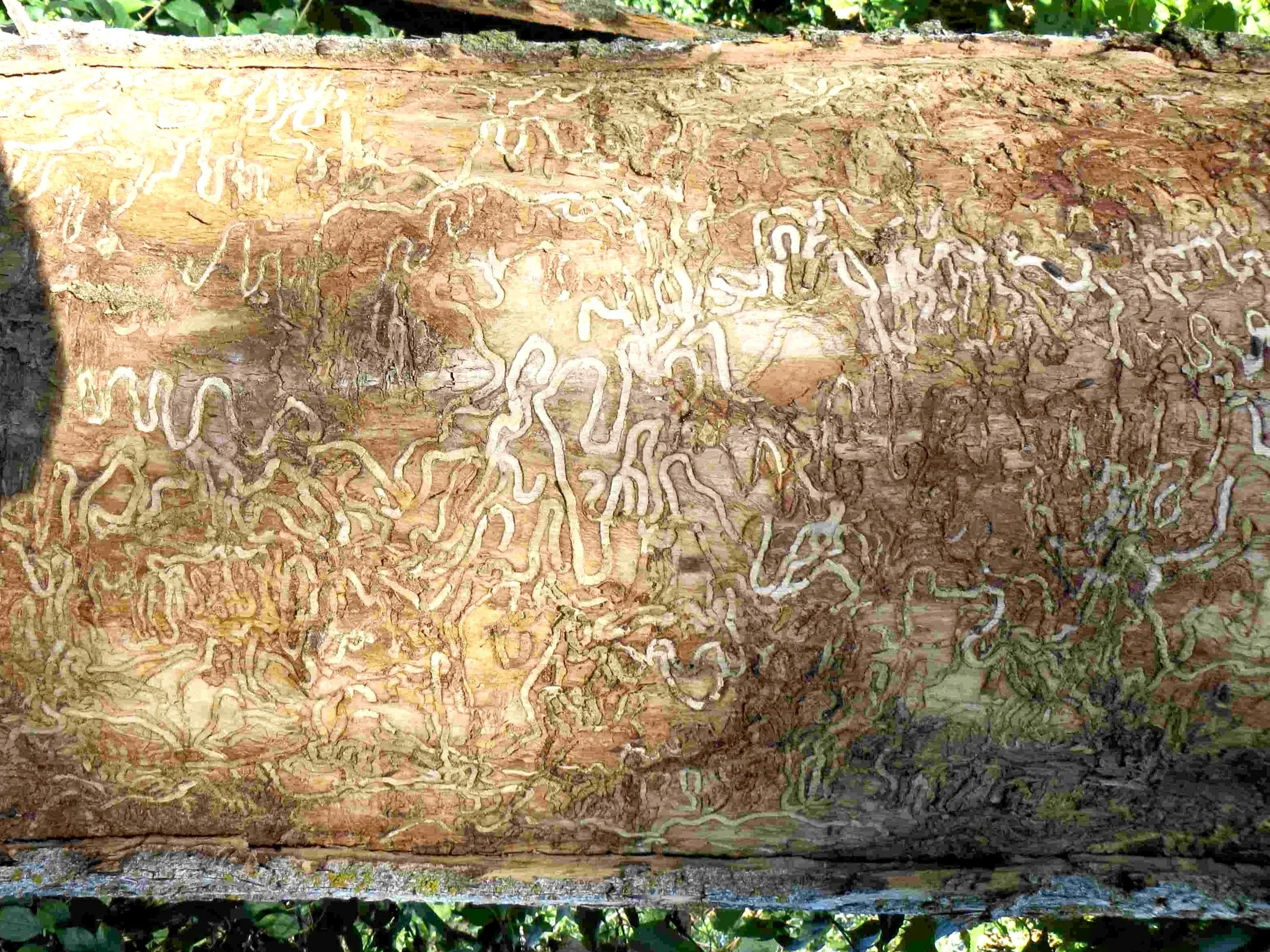 The larvae (the immature stage) of the EAB feed on the inner bark of ash trees, disrupting the tree's ability to transport water and nutrients.