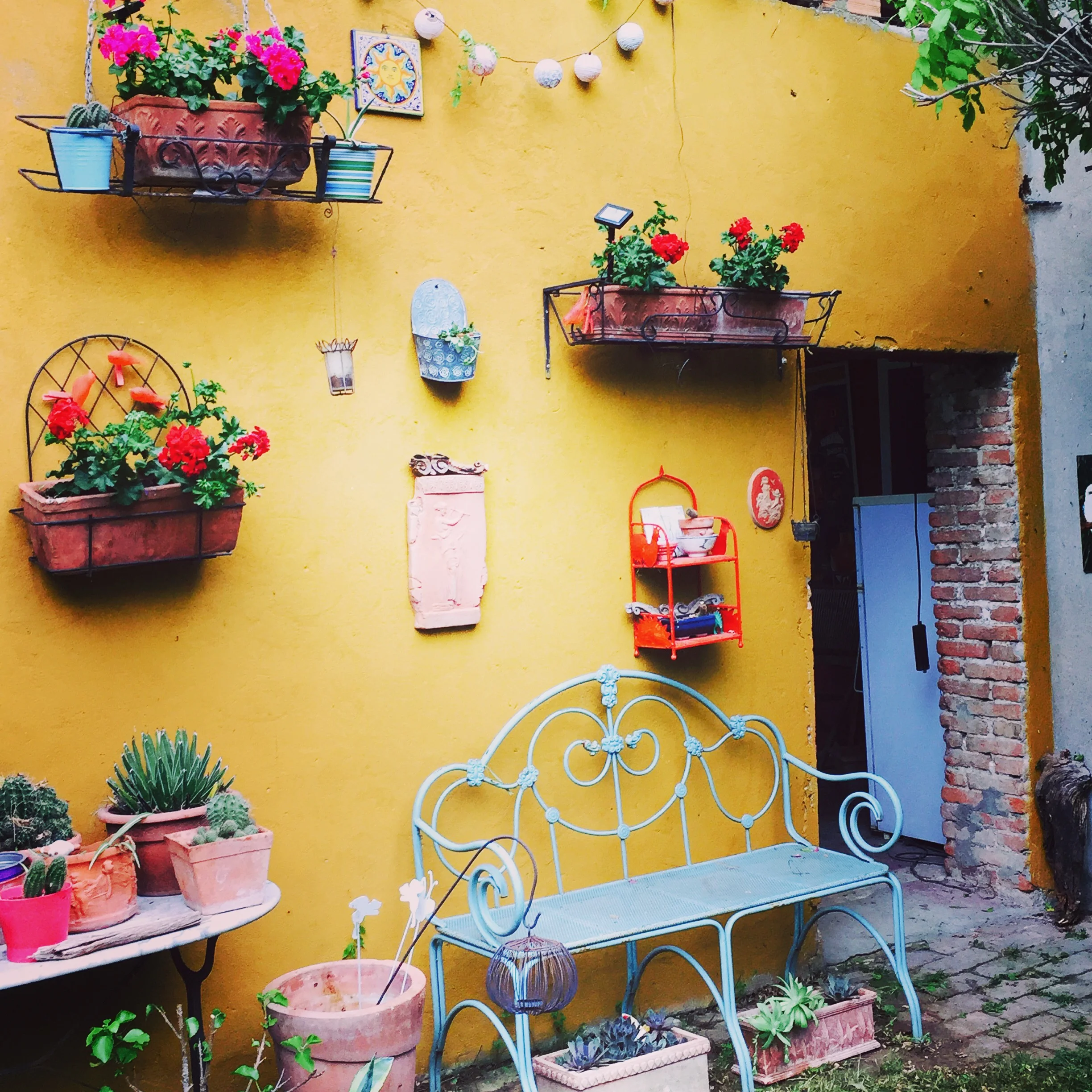 mustard wall with geraniums.JPG