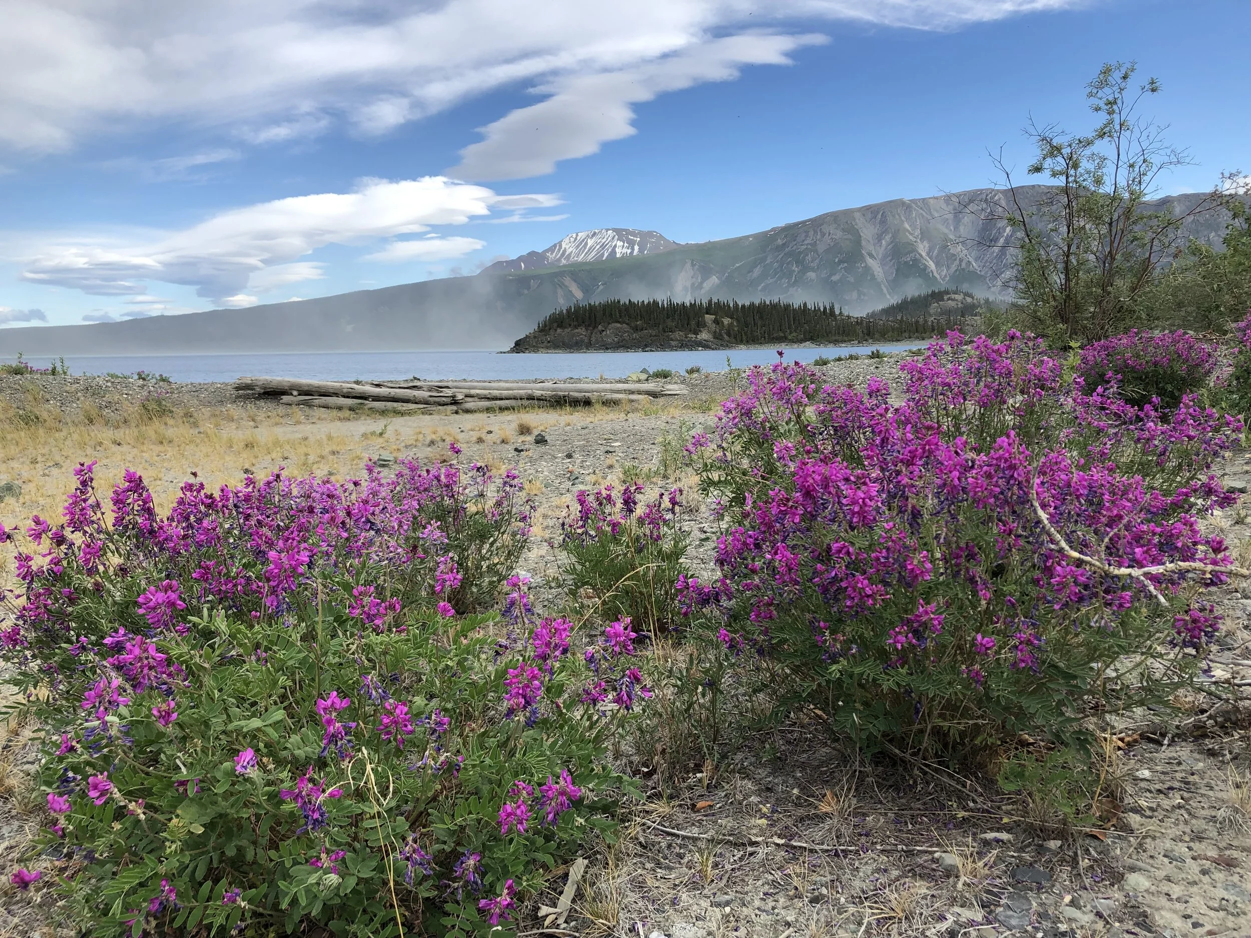 The wildflower game is on point up here, these beauties were growing by Kluane Lake in the Yukon.