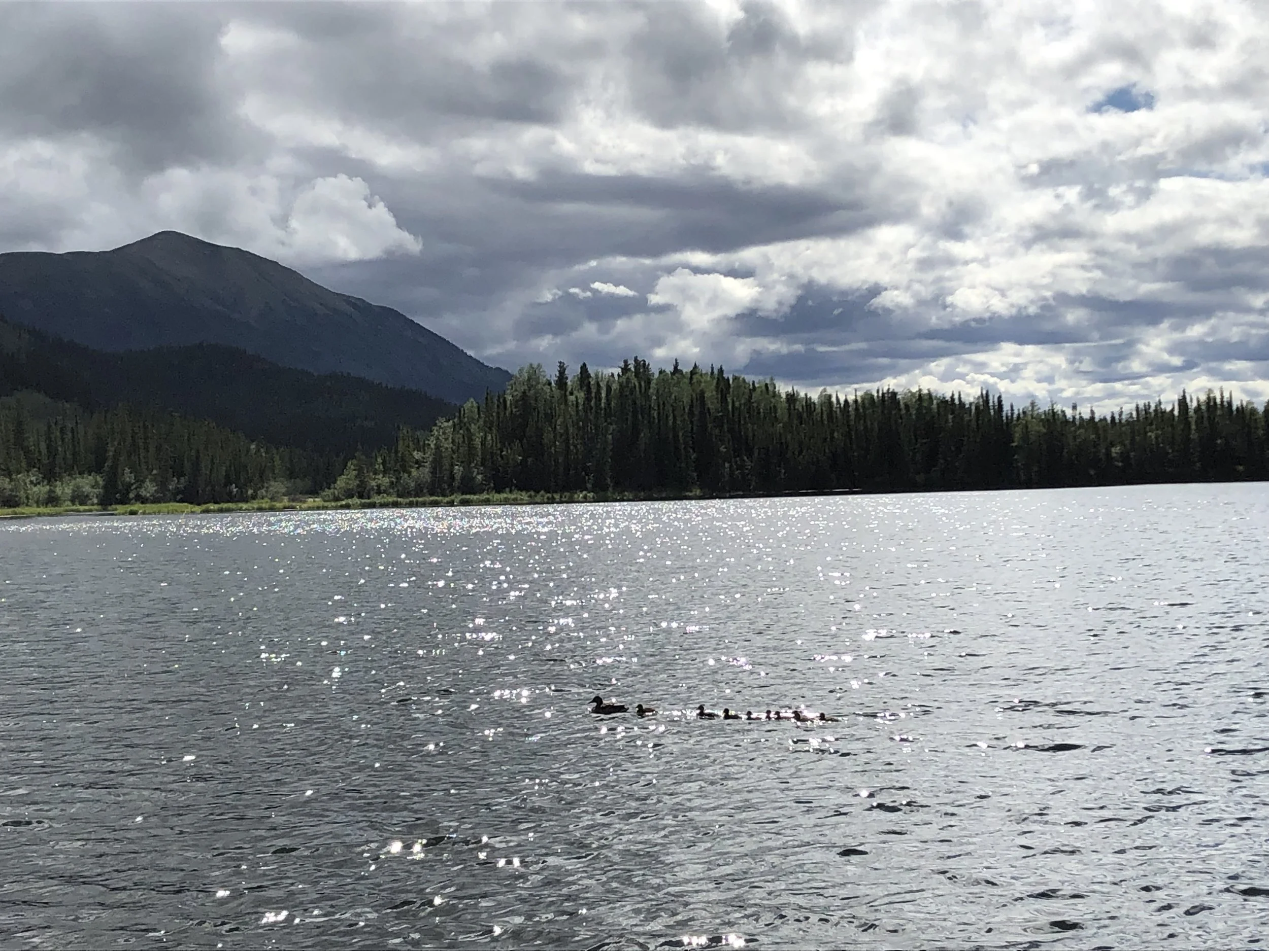 Some ducks I saw on Panhandle Lake, somewhere along the Alaska Highway.