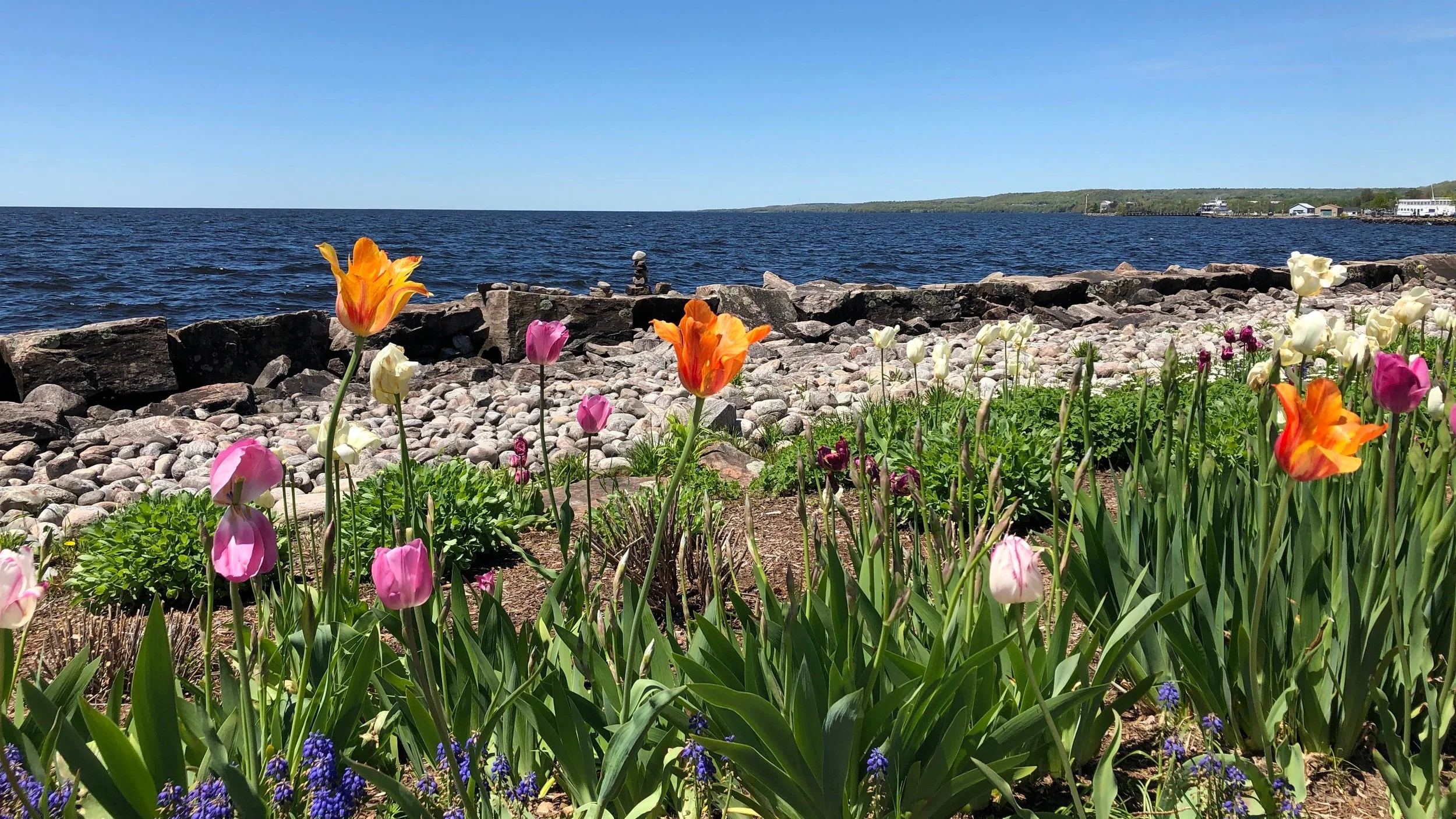 Flowers along Lake Nipissing in North Bay, Ontario on a beautiful spring day.
