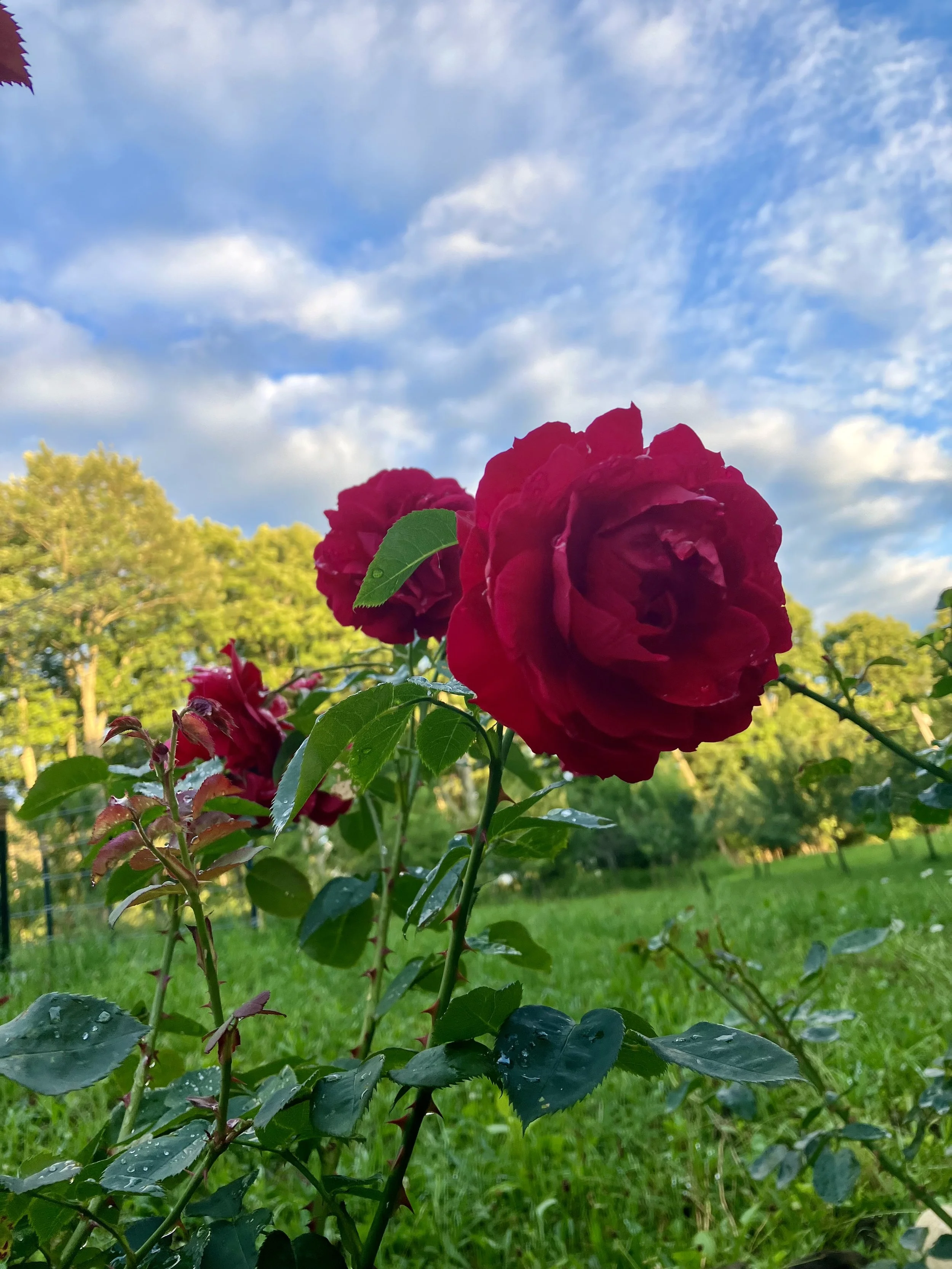 A red rose blooming against a background of green grass and blue sky.
