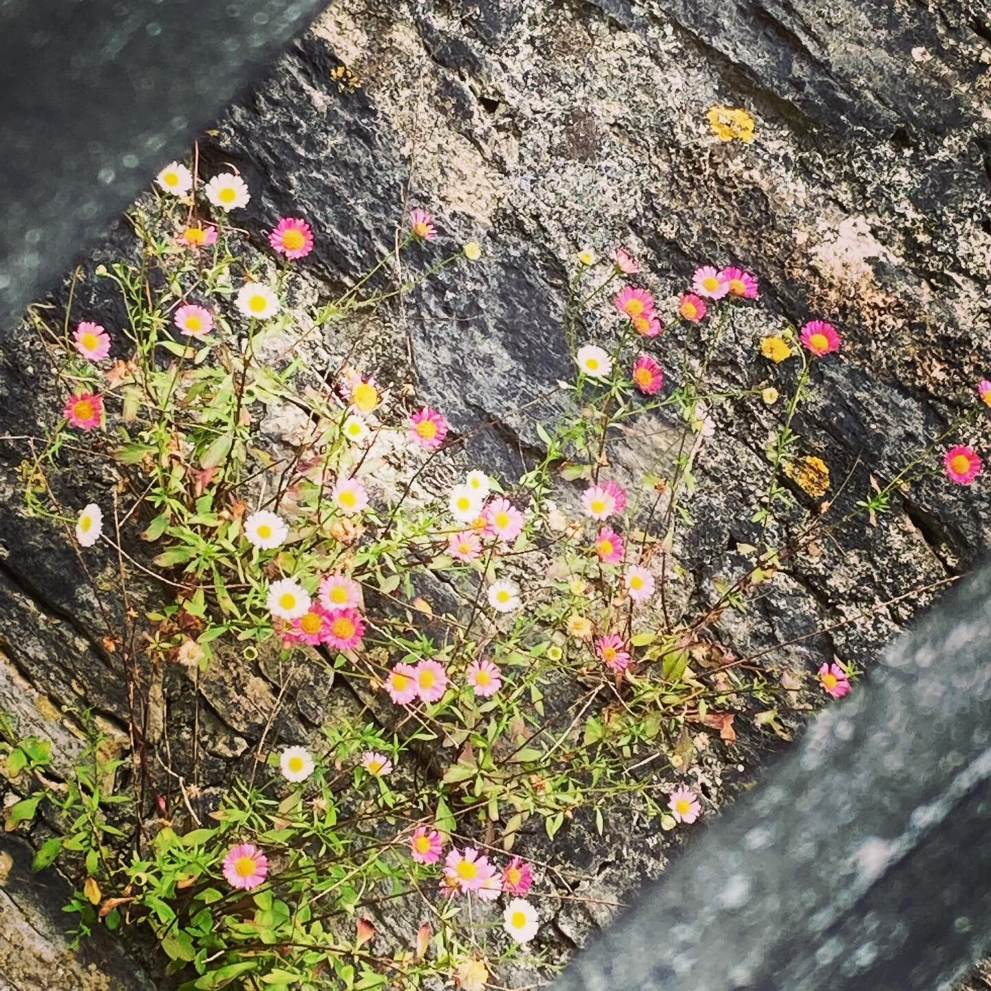 Utopias 

&ldquo;Utopia is a method rather than a plan, a process rather than a goal.&rdquo; Ruth Levitas

#utopia #utopias #ruthlevitas #method #process #waysofbeing #waysofimagining #futures