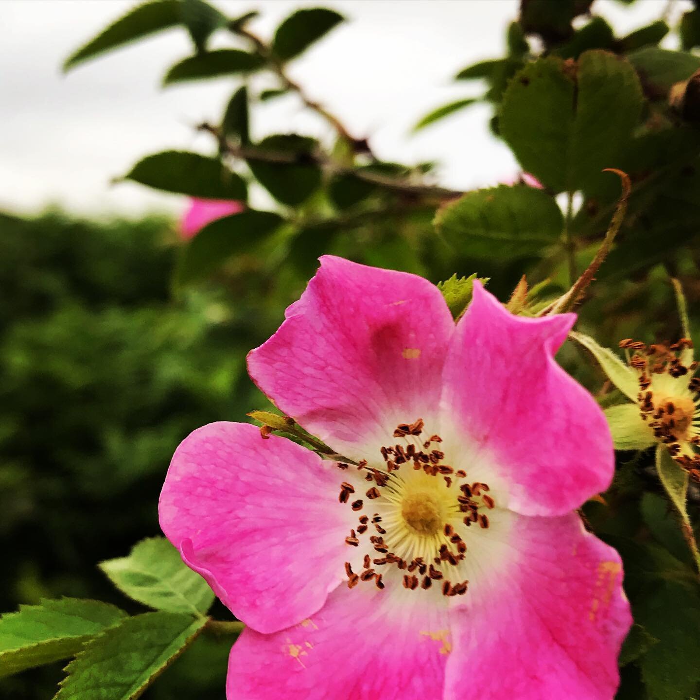 Collecting and Carrying

&ldquo;If it is a human thing to do to put something you want, because it&rsquo;s useful, edible or beautiful, into a bag, or a basket, or a bit of rolled bark or leaf, or a net woven of your own hair, or what have you, and t