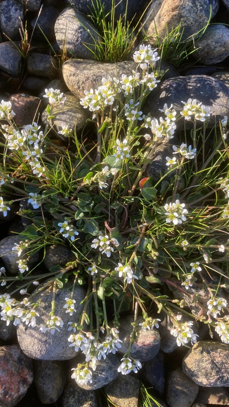 Alternatives in Education - Case Study Series #1: Den Grønne Friskole - The Copenhagen Green Free School