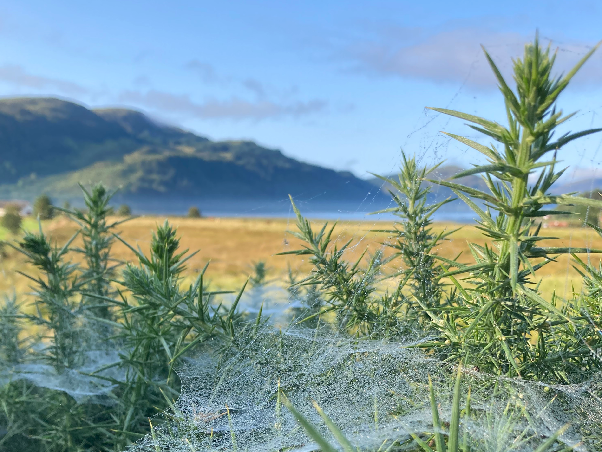 E-art-h Walking | Emerging Practice #1:  Earth Walks 