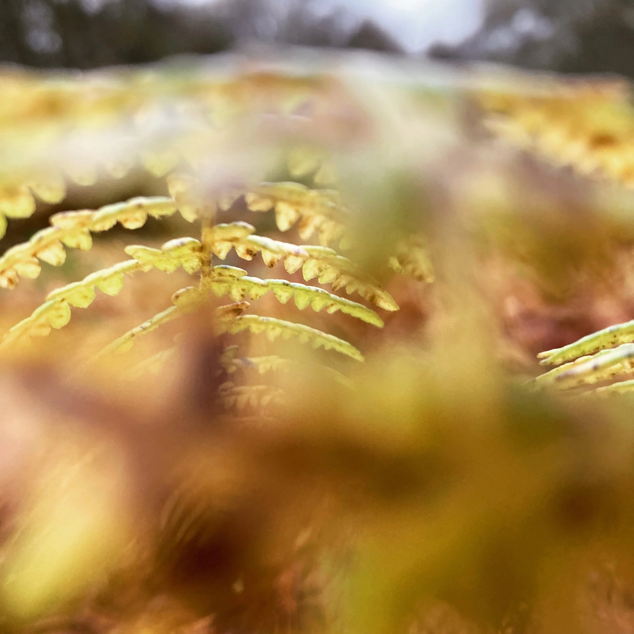 E-art-h Walking | Emerging Practice # 2: Philosophy for Children, Colleagues and Communities Outside