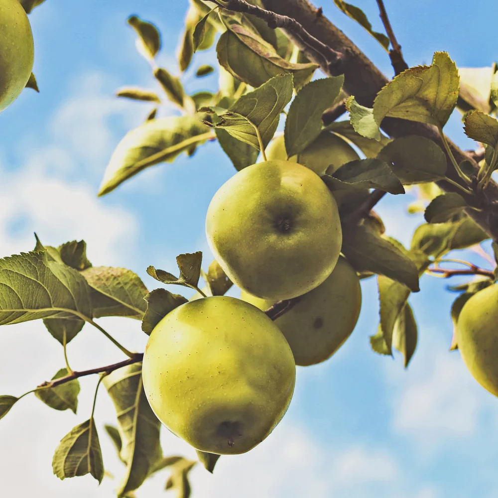 Get involved — The Boulder Apple Tree Project | Rediscovering the past ...