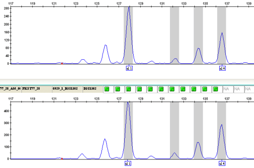 DNA Fingerprinting with Boulder apple trees