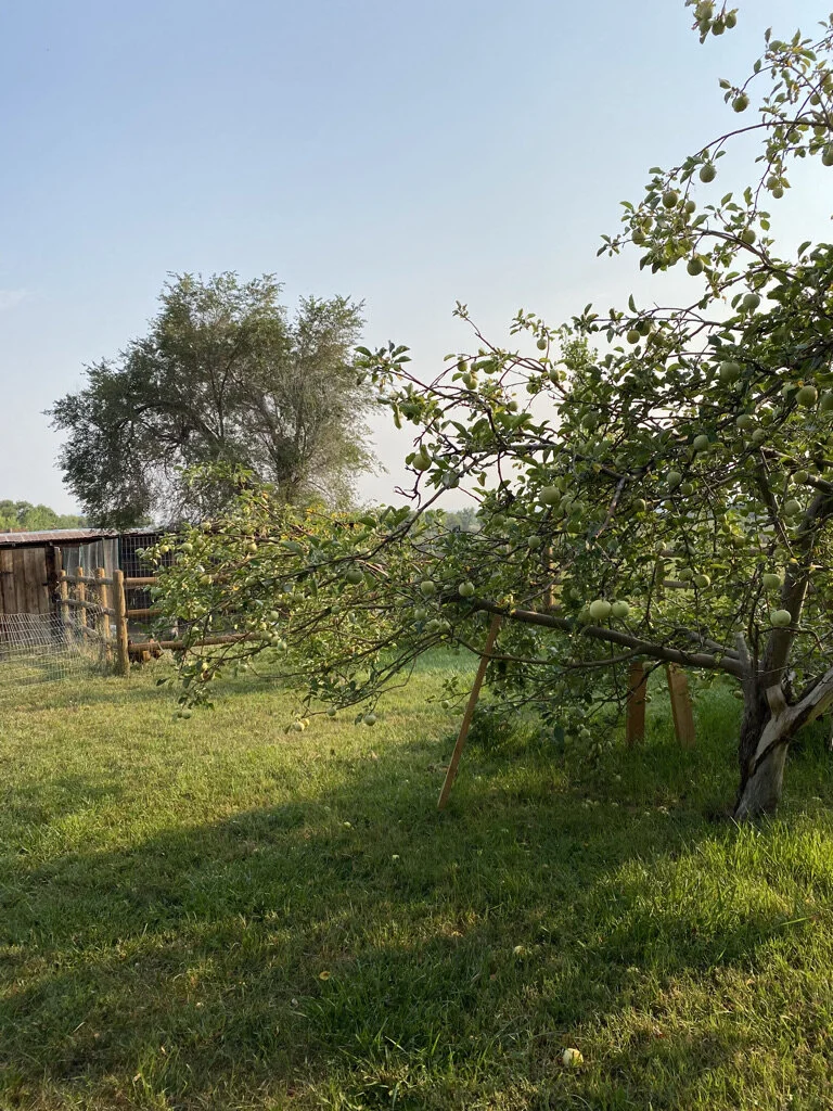 Boulder Weekly and BOCO Ciders