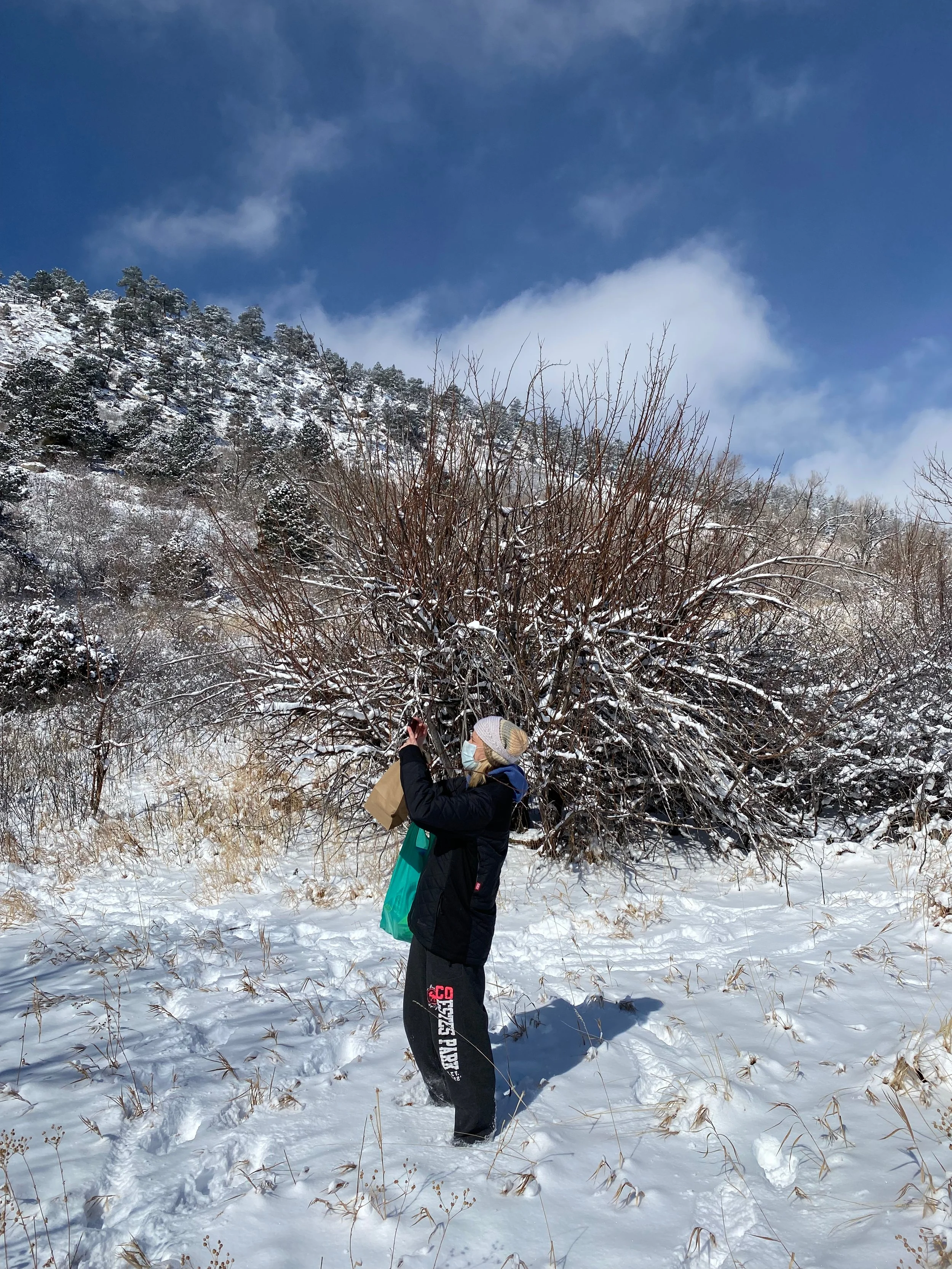 Collecting Apple Scions by student Thea Sinha