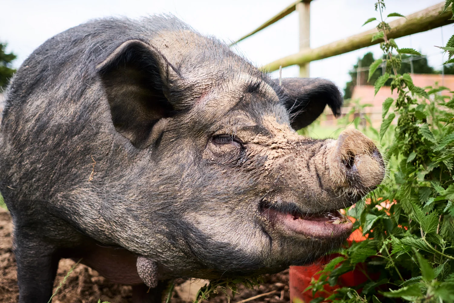 Animal_sanctuary-1.jpg