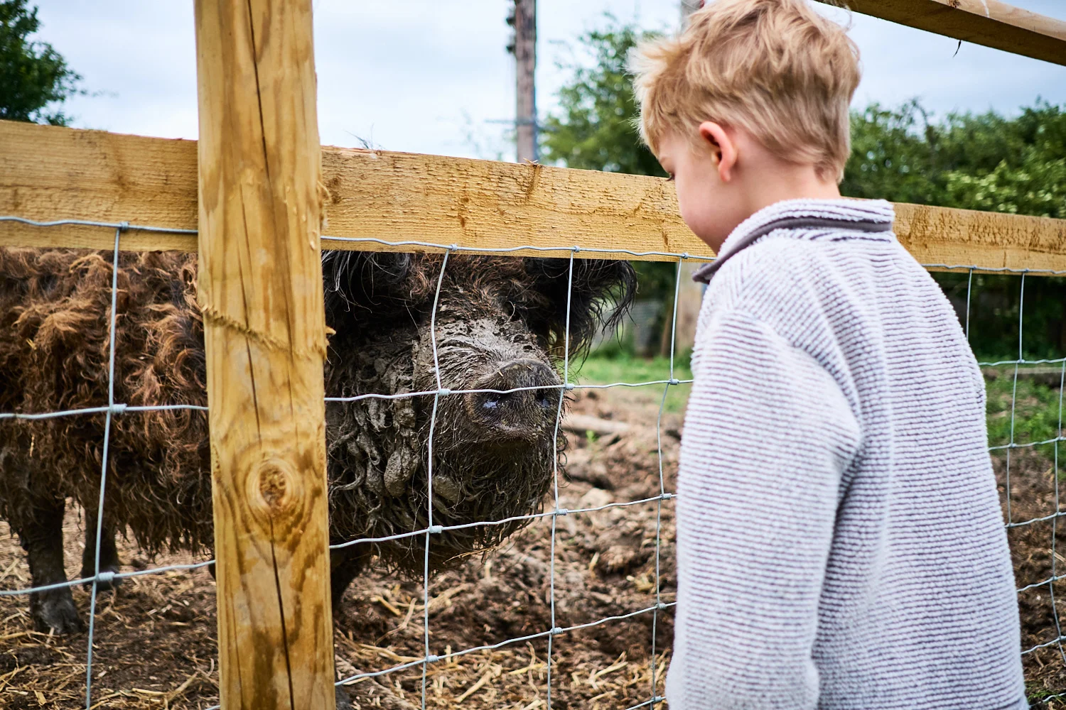 A young boy looking at a rescued pig at an animal sanctuary